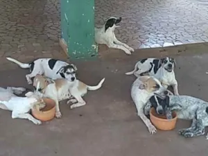 Cachorro raça SRD idade 2 a 6 meses nome são 8 animais
