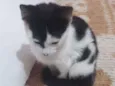 Gatinha