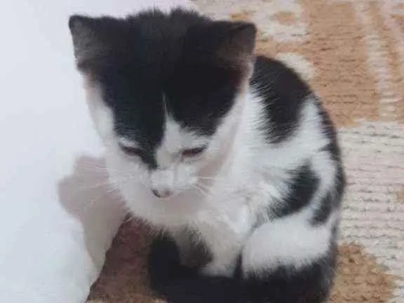 Gato ra a SRD idade 2 a 6 meses nome Gatinha