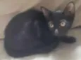Aisha