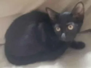 Gato raça SRD idade 2 a 6 meses nome Aisha