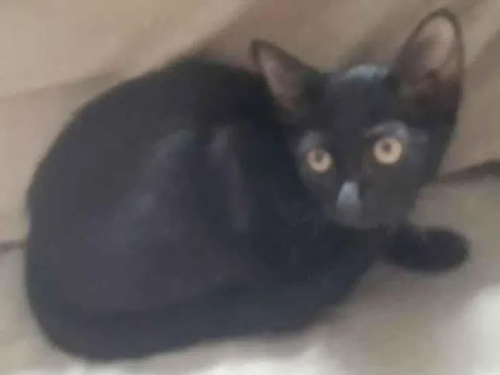 Gato ra a SRD idade 2 a 6 meses nome Aisha