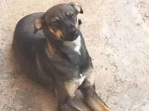 Cachorro raça SRD-ViraLata idade 7 a 11 meses nome Betina-Filhote