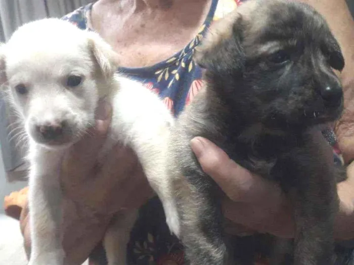 Cachorro ra a SRD idade Abaixo de 2 meses nome Alvaro e Alma