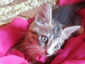 Gato raça Tigresa peludinha idade 2 a 6 meses nome Floquinha
