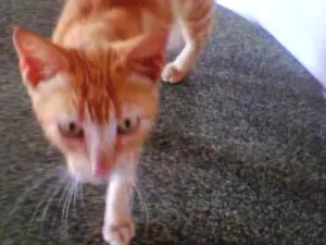 Gato raça Diferente idade 1 ano nome Lourinho