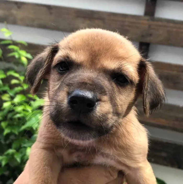 Cachorro raça Sem Raça Definida idade Abaixo de 2 meses nome Sem nome
