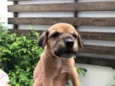 Cachorro raça Sem Raça Definida idade Abaixo de 2 meses nome Sem nome