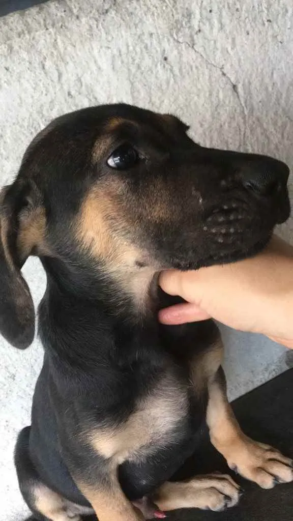 Cachorro ra a Mestiço. Fila/Pastor Alemão  idade 2 a 6 meses nome Sem nome