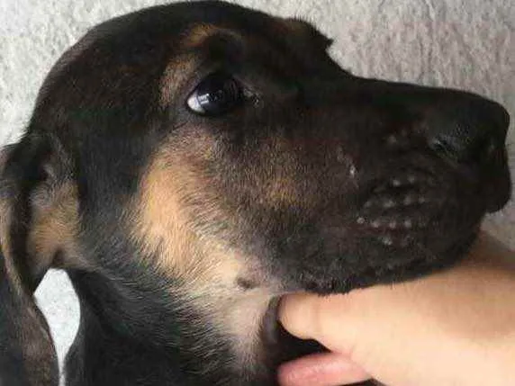 Cachorro ra a Mestiço. Fila/Pastor Alemão  idade 2 a 6 meses nome Sem nome