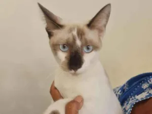 Gato raça SRD idade 2 a 6 meses nome Nick