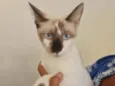 Gato raça SRD idade 2 a 6 meses nome Nick