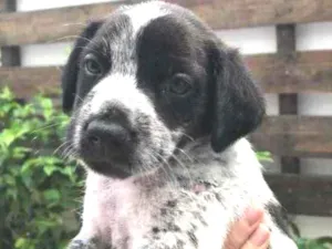 Cachorro raça Sem Raça Definida idade Abaixo de 2 meses nome Sem nome