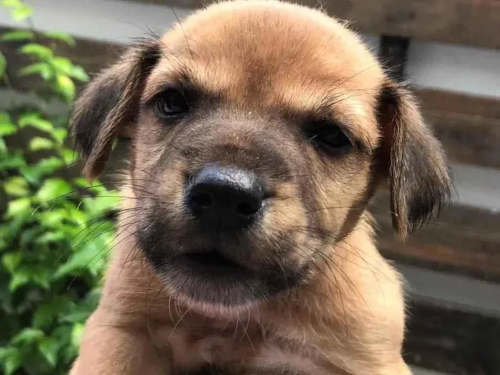Cachorro raça Sem Raça Definida idade Abaixo de 2 meses nome Sem nome