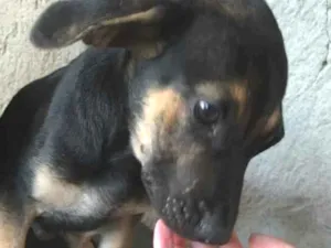 Cachorro raça Mestiço. Fila/Pastor Alemão  idade 2 a 6 meses nome Sem nome