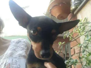 Cachorro raça Pinscher  idade 2 anos nome Pingo 