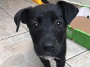 Cachorro raça Sem Raça Definida idade 2 a 6 meses nome Sem nome