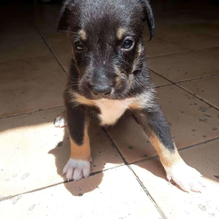 Cachorro raça  idade Abaixo de 2 meses nome Fred