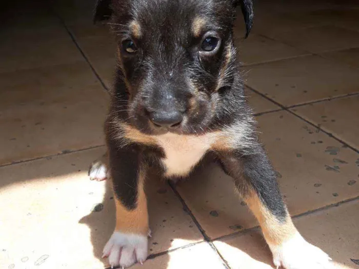 Cachorro raça  idade Abaixo de 2 meses nome Fred