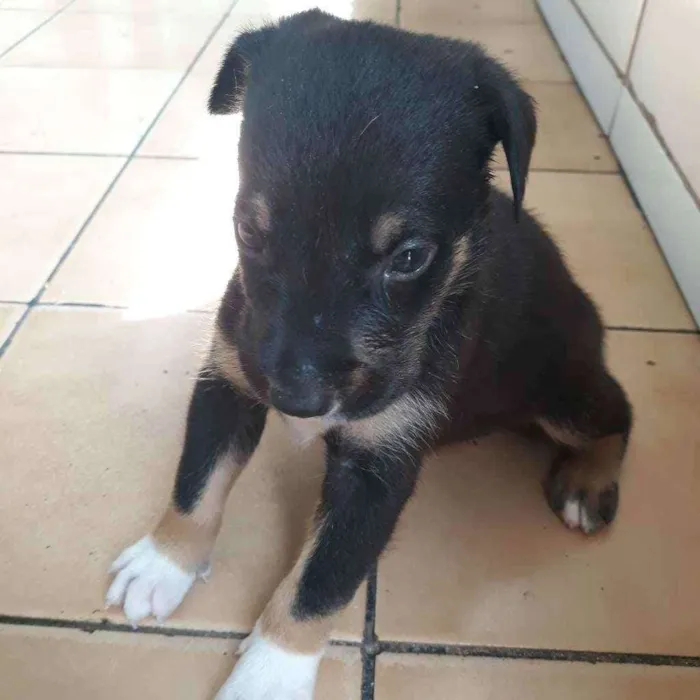Cachorro raça  idade Abaixo de 2 meses nome Fred