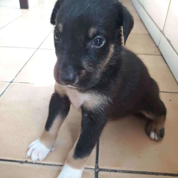 Cachorro raça  idade Abaixo de 2 meses nome Fred