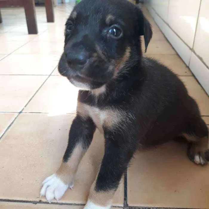Cachorro raça  idade Abaixo de 2 meses nome Fred