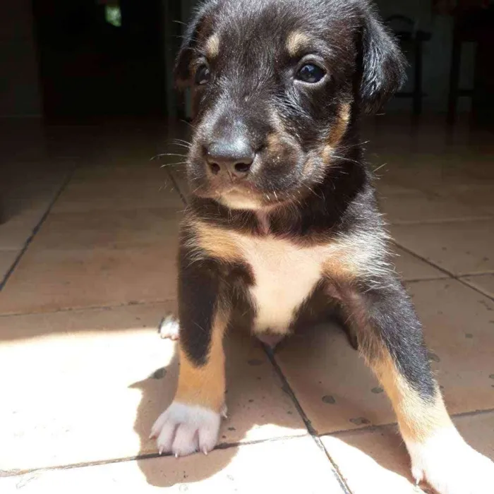 Cachorro raça  idade Abaixo de 2 meses nome Fred