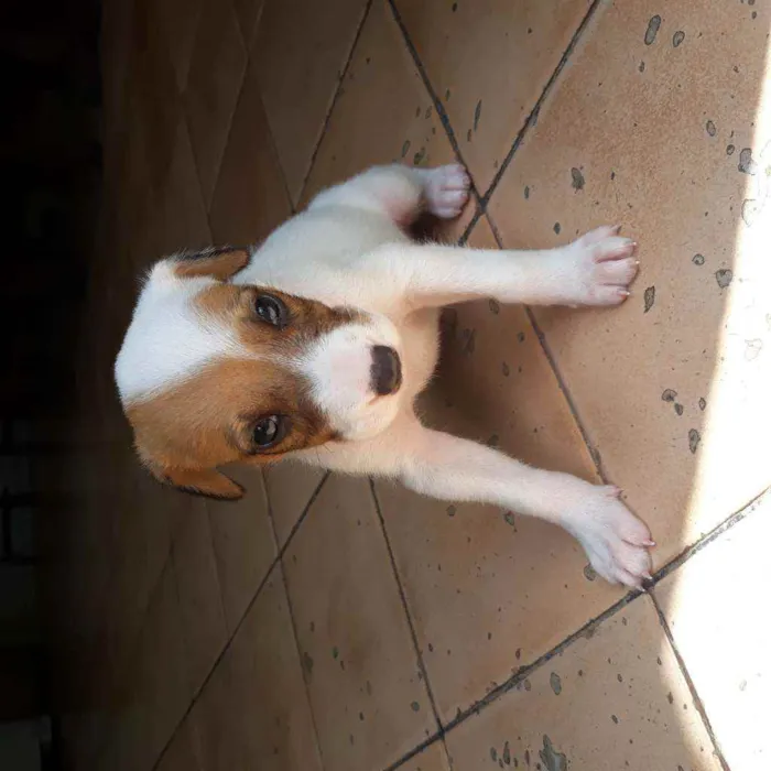 Cachorro raça  idade Abaixo de 2 meses nome Romana