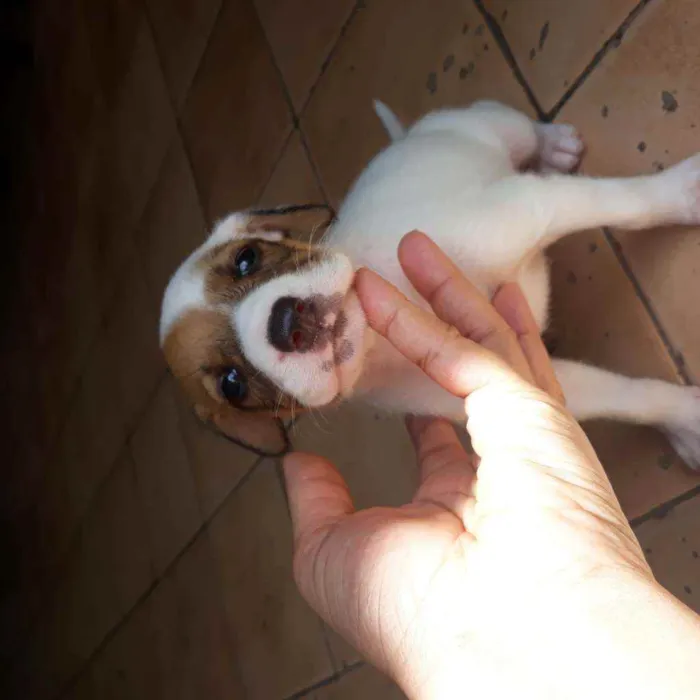 Cachorro raça  idade Abaixo de 2 meses nome Romana