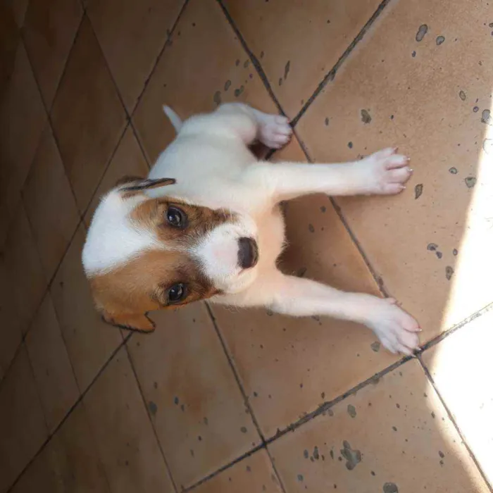 Cachorro raça  idade Abaixo de 2 meses nome Romana