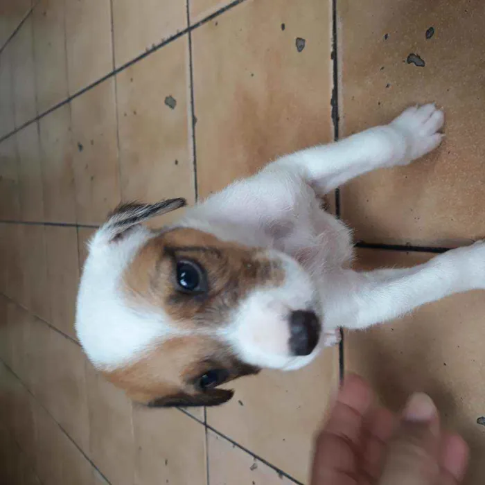 Cachorro raça  idade Abaixo de 2 meses nome Romana