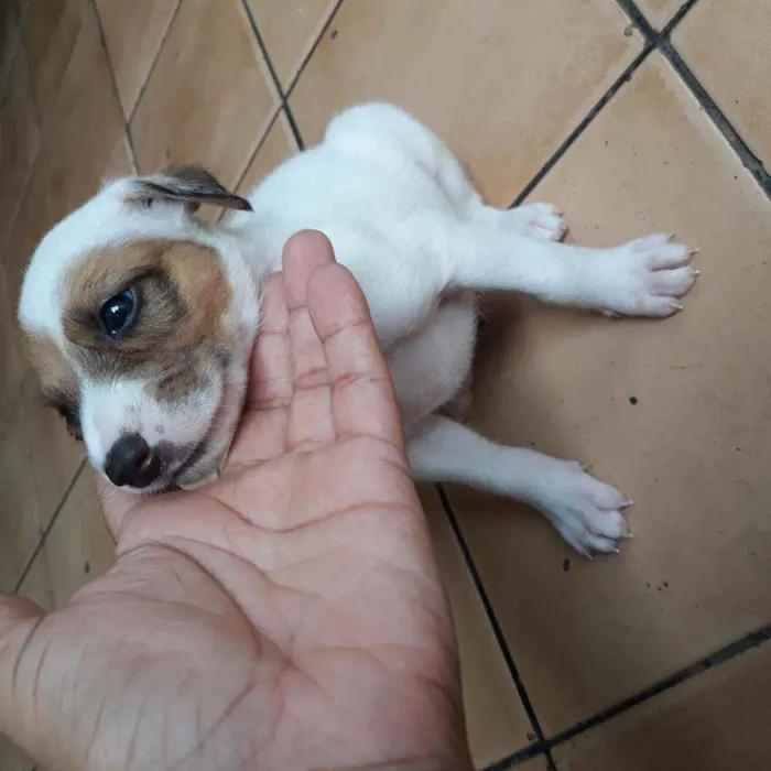 Cachorro raça  idade Abaixo de 2 meses nome Romana