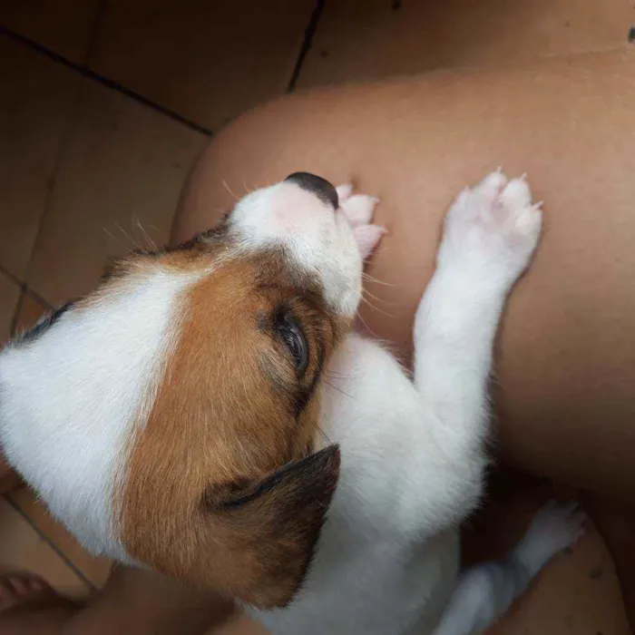 Cachorro raça  idade Abaixo de 2 meses nome Romana