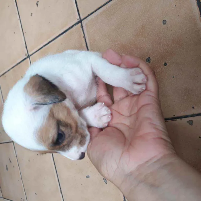 Cachorro raça  idade Abaixo de 2 meses nome Romana