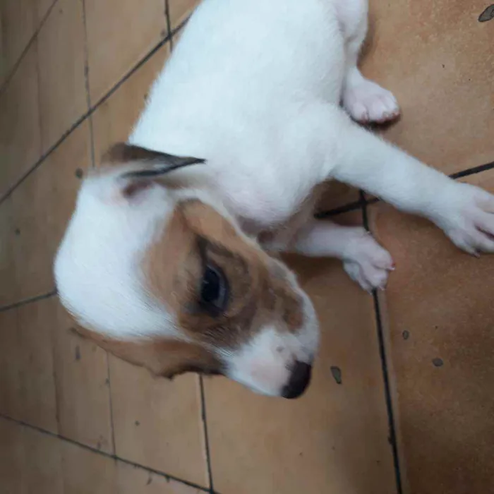 Cachorro raça  idade Abaixo de 2 meses nome Romana