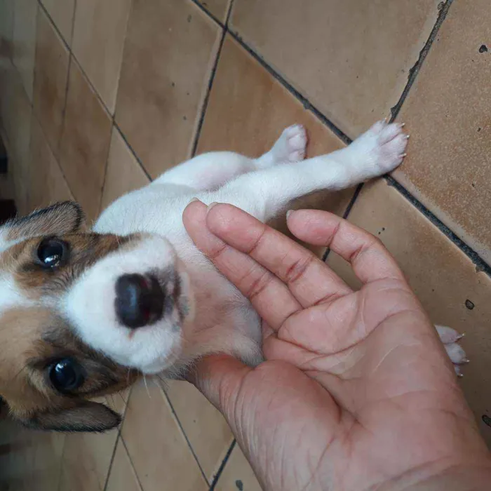 Cachorro raça  idade Abaixo de 2 meses nome Romana
