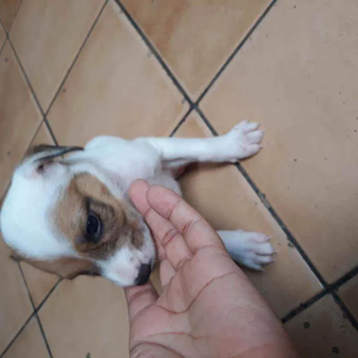 Cachorro raça  idade Abaixo de 2 meses nome Romana