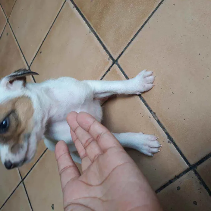 Cachorro raça  idade Abaixo de 2 meses nome Romana