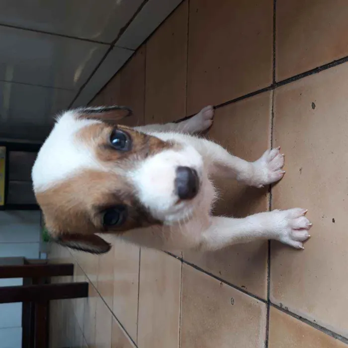 Cachorro raça  idade Abaixo de 2 meses nome Romana