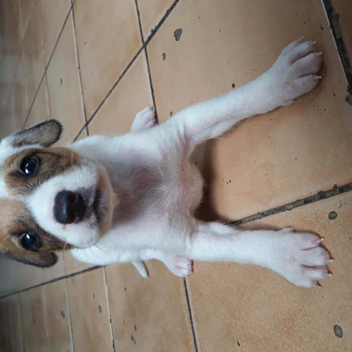 Cachorro raça  idade Abaixo de 2 meses nome Romana