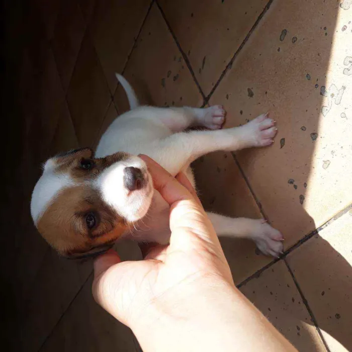 Cachorro raça  idade Abaixo de 2 meses nome Romana