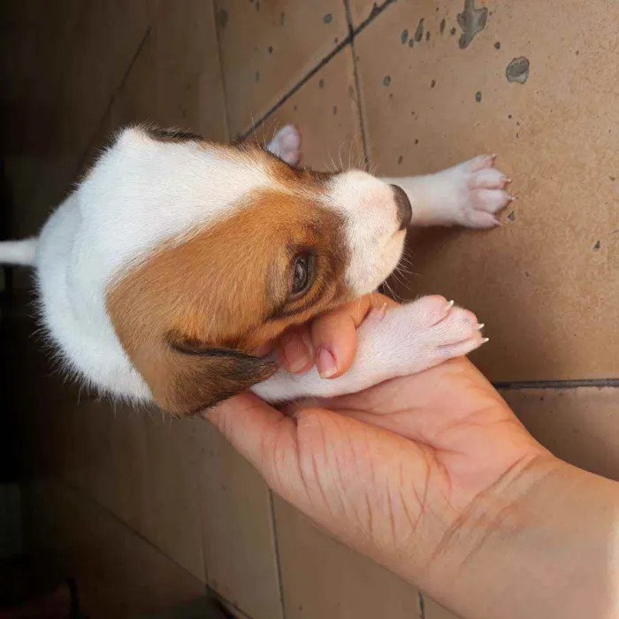 Cachorro raça  idade Abaixo de 2 meses nome Romana
