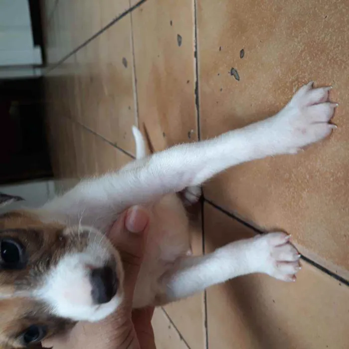 Cachorro raça  idade Abaixo de 2 meses nome Romana
