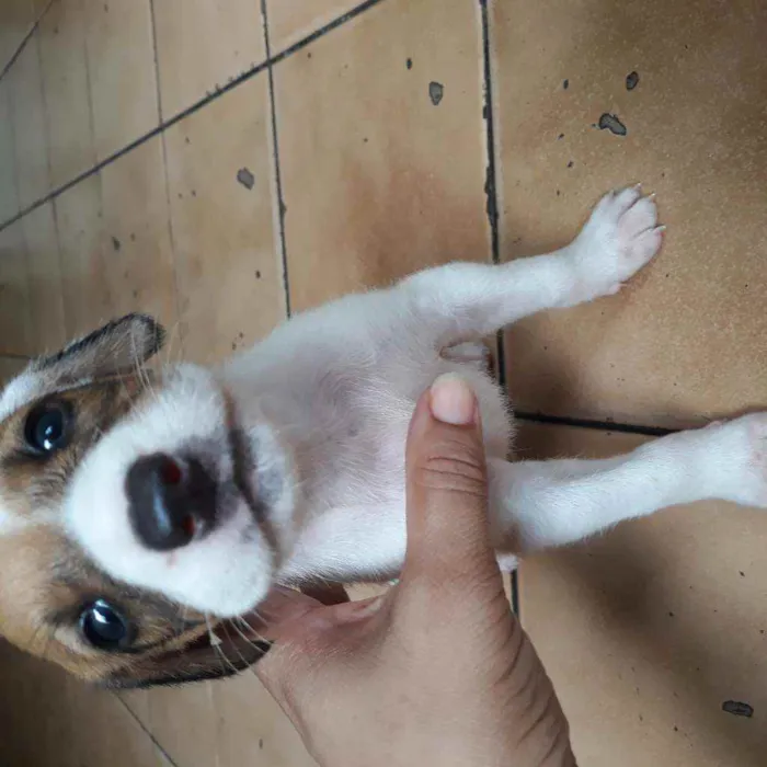 Cachorro raça  idade Abaixo de 2 meses nome Romana