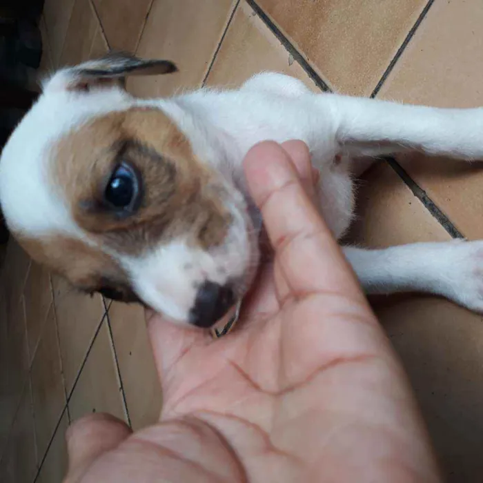 Cachorro raça  idade Abaixo de 2 meses nome Romana