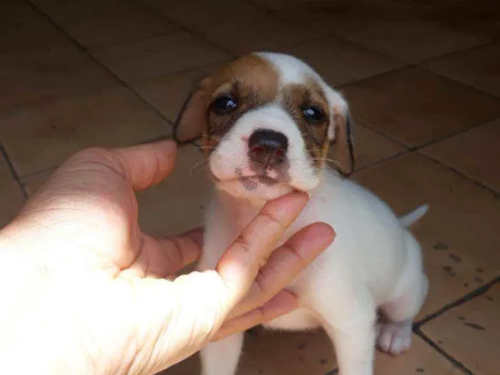 Cachorro raça  idade Abaixo de 2 meses nome Romana