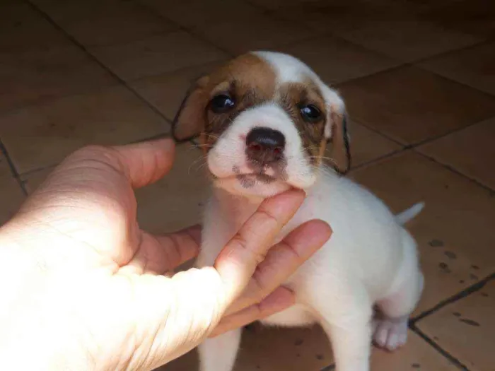 Cachorro raça  idade Abaixo de 2 meses nome Romana