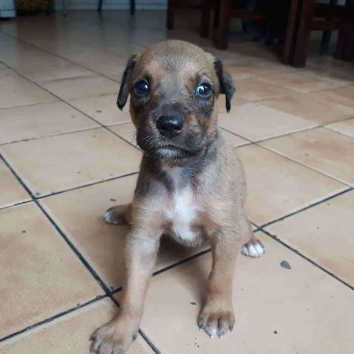 Cachorro raça  idade Abaixo de 2 meses nome Melissa