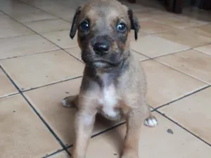 Cachorro raça  idade Abaixo de 2 meses nome Melissa