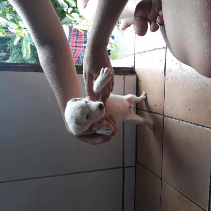 Cachorro raça  idade Abaixo de 2 meses nome Thor
